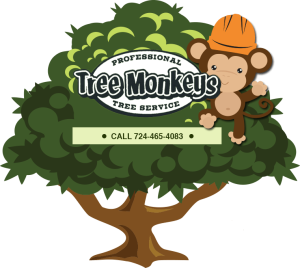 tree monkeys