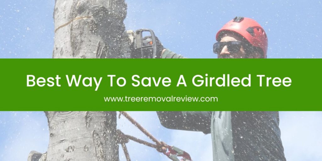 Best Way To Save A Girdled Tree