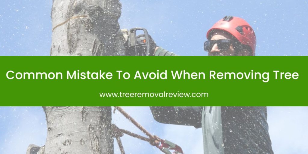 Common Mistake To Avoid When Removing Tree