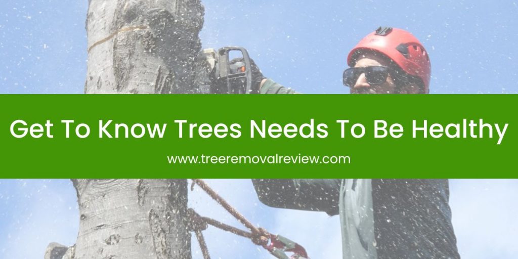Get To Know Trees Needs To Be Healthy