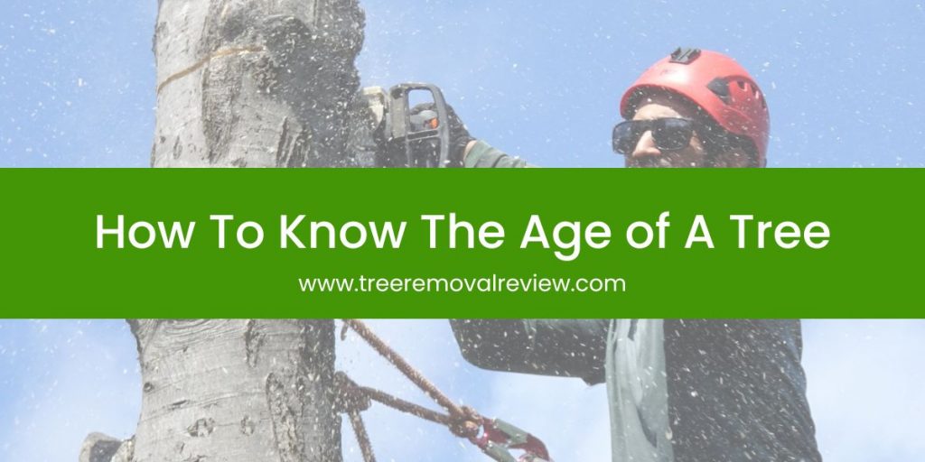 How To Know The Age of A Tree