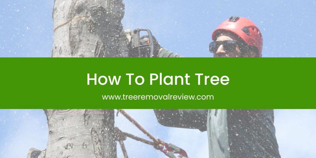 How To Plant Tree