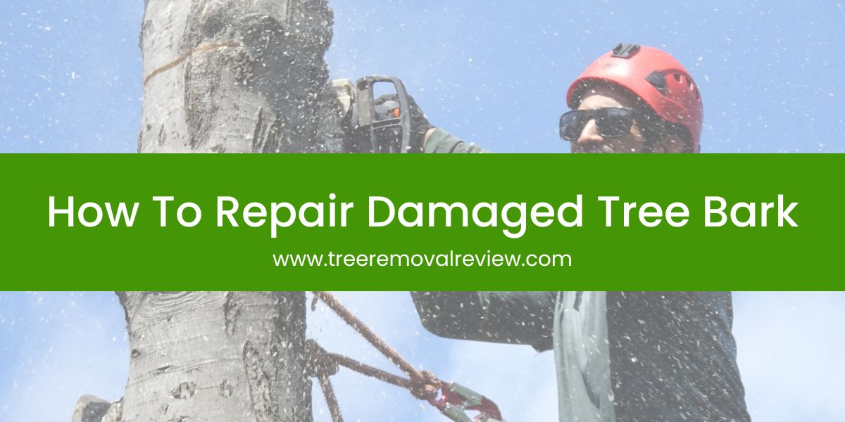 How To Repair Damaged Tree Bark