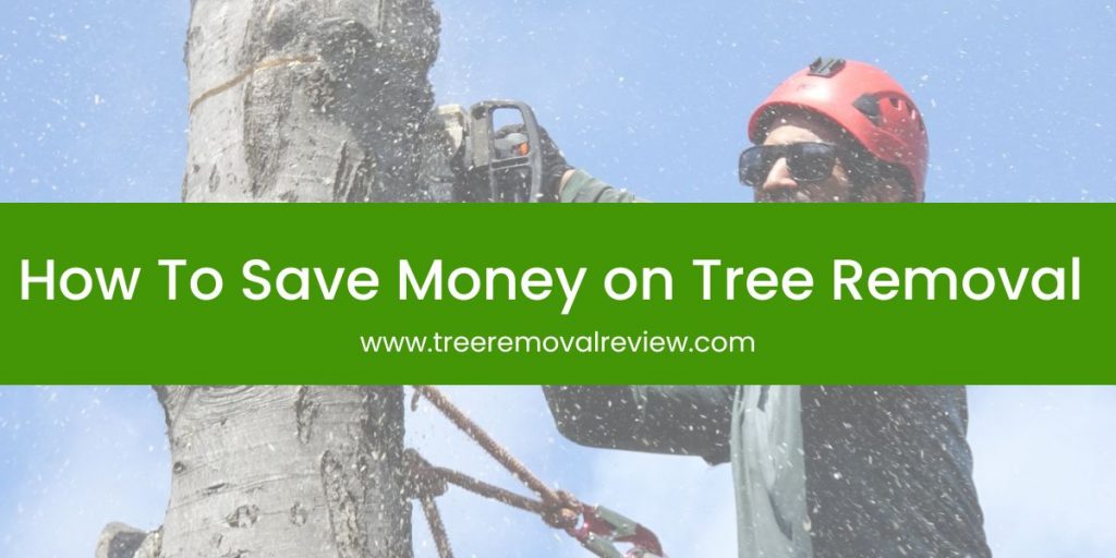 How To Save Money on Tree Removal