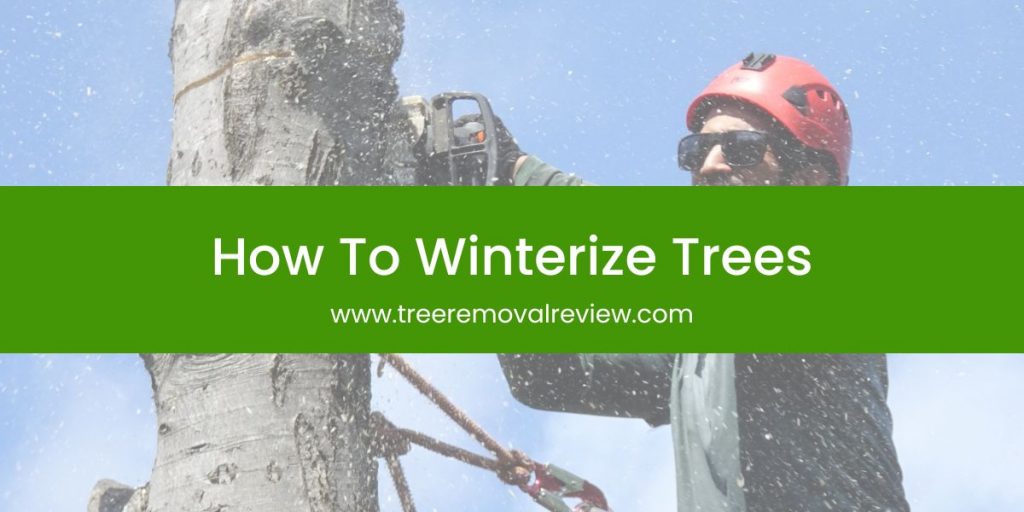 How To Winterize Trees