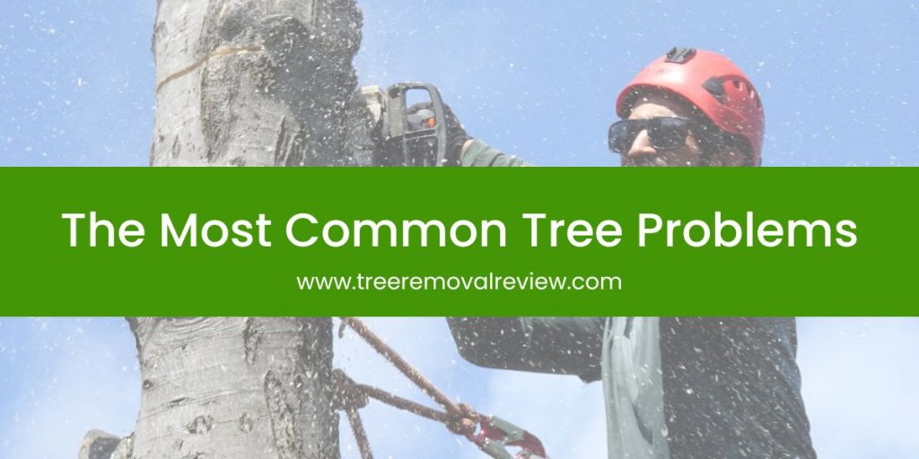 The Most Common Tree Problems