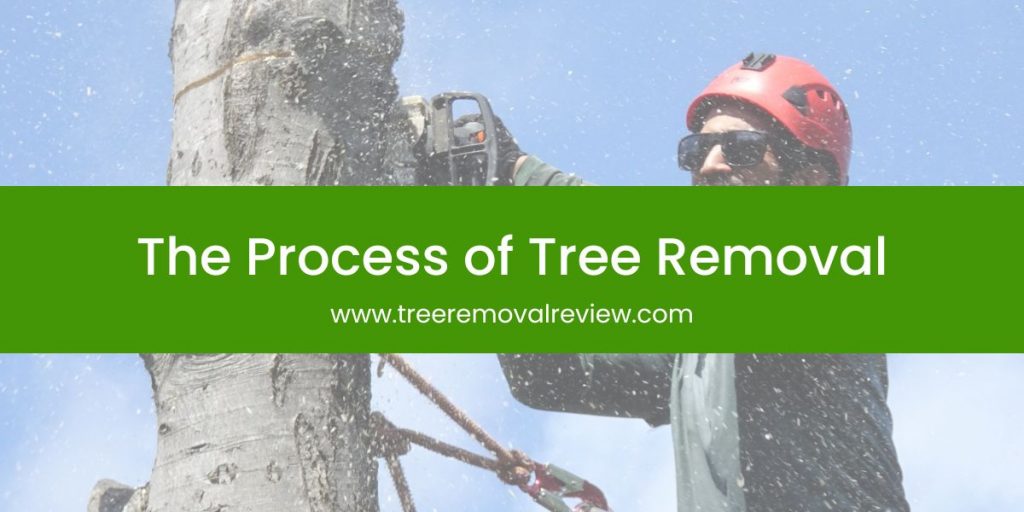 The Process of Tree Removal