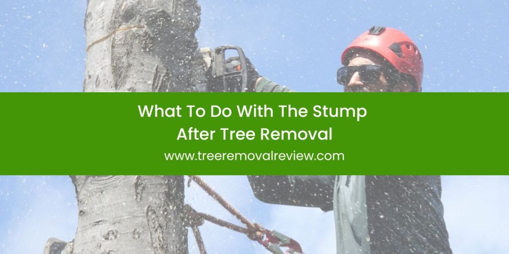 What To Do With The Stump After Tree Removal