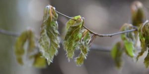 frost damage