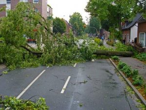 storm damage tree