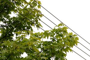 tree-beanches-growing-through-power-lines