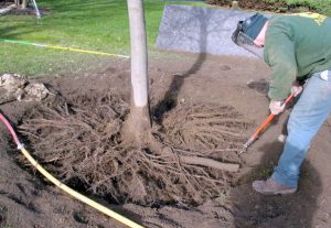 tree root removal